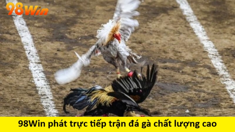 Phát trực tiếp trận đá gà chất lượng cao