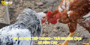 Đá Gà Trực Tiếp Thomo – Trải Nghiệm Chọi Kê Đỉnh Cao