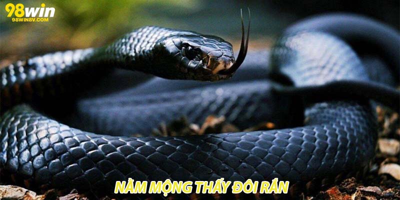 Nằm mộng thấy đôi rắn